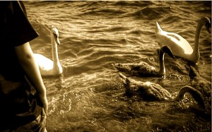 SchwaeneBodensee_002_14072012169-EFFECTS